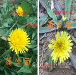 不能吃！错被当成野菜 济南泉城公园蒲公菊被挖光 - 东营网