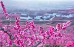 临沂蒙阴第十二届桃花节开幕 推进农商文旅融合发展 - 中国山东网