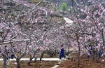 十里桃花 如你所愿|这位残疾村支书带领小山村走出幸福路 - 中国山东网