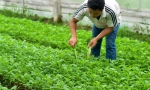 （香港回归二十周年）（2）从田间到菜篮——供港蔬菜的跨境之旅 - 中国山东网