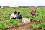 寒亭：气象服务为白菜生长“保驾护航” - 气象