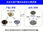 2017年度国家科学技术奖励大会丨​国家自然科学奖一等奖：水稻高产优质性状形成的分子机理及品种设计 - 中国山东网