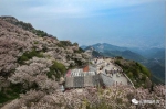 【图说山东】齐鲁大地春光美 赏花踏青正当时 - 中国山东网