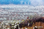 【图说山东】齐鲁大地春光美 赏花踏青正当时 - 中国山东网