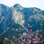 【图说山东】齐鲁大地春光美 赏花踏青正当时 - 中国山东网