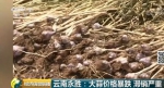 炒房不如炒蒜？“蒜你狠”威风不再，价格暴跌9成 - 中国山东网