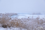 【生态文明@湿地】淡装素颜 衡水湖雪景美如水墨画 - 中国山东网